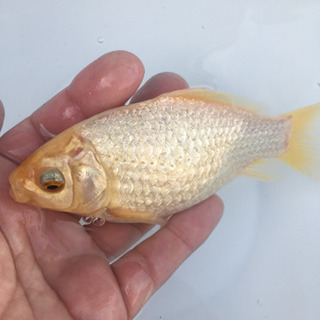 プラチナ金魚　キラキラ　(木村養魚場産　白よりもプラチナ　レア　金魚)