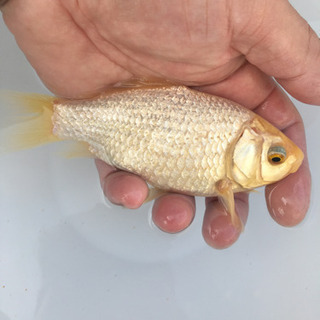 プラチナ金魚　キラキラ　(木村養魚場産　白よりもプラチナ　レア　金魚)