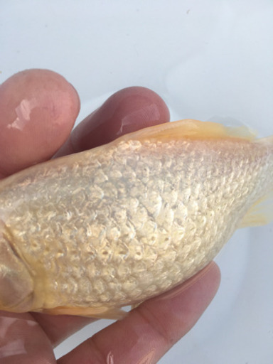 プラチナ金魚キラキラ 木村養魚場産白よりもプラチナレア金魚 かずや 志紀のその他の中古あげます 譲ります ジモティーで不用品の処分 プラチナ金魚キラキラ 木村養魚場産白よりもプラチナレア金魚 かずや 志紀のその他の中古あげます 譲ります ジモティーで不用品の処分