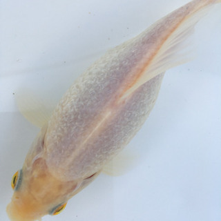 プラチナ金魚 キラキラ (木村養魚場産 白よりもプラチナ レア 金魚 ...