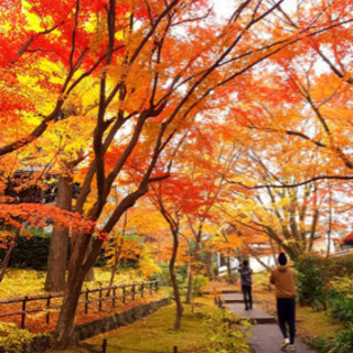 11/24そうだ、スタバ飲みながら京都の紅葉を見に行こう🍁✨