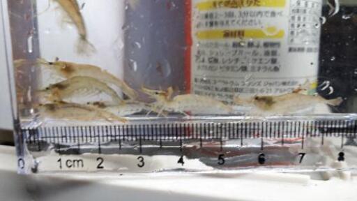 ミナミヌマエビメダカの水槽の掃除屋 フィッシュハンター 深井のその他の中古あげます 譲ります ジモティーで不用品の処分 ミナミヌマエビメダカの水槽の掃除屋 フィッシュハンター 深井のその他の中古あげます 譲ります ジモティーで不用品の処分