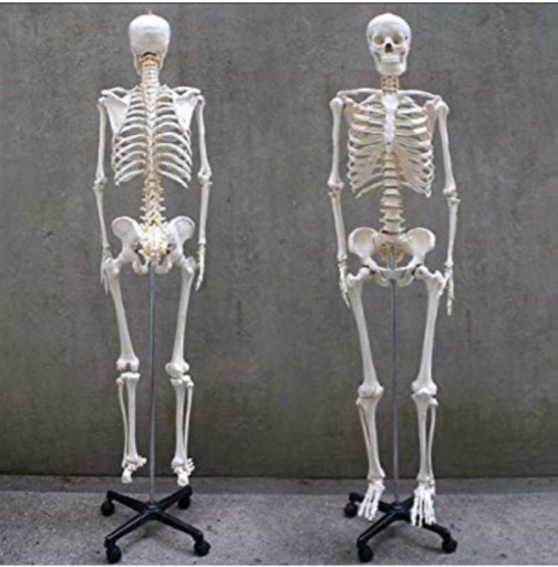 骨の模型　人体骨格模型