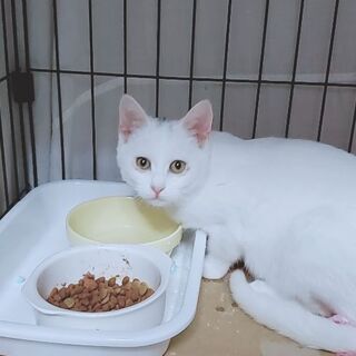 【里親さん決定★】生後5ヶ月くらいのふわもこ白猫「エル」ちゃん♀ - 木更津市