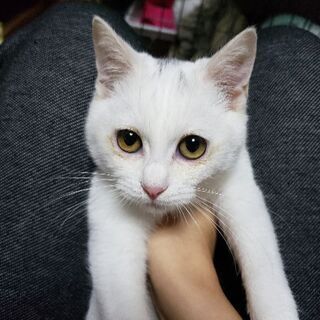 【里親さん決定★】生後5ヶ月くらいのふわもこ白猫「エル」ちゃん♀ - 猫