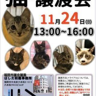 11/24(日)猫ちゃんの譲渡会IN福岡