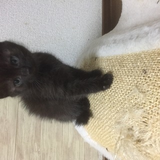 キジトラ・黒猫（生後2ヶ月くらい）の里親様を募集しています − 茨城県