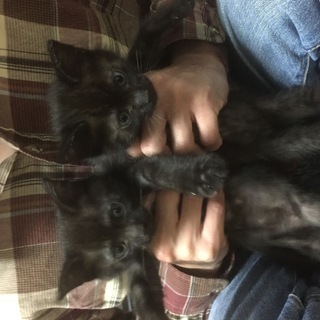 キジトラ・黒猫（生後2ヶ月くらい）の里親様を募集しています - 猫