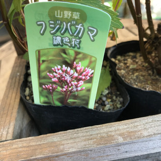 山野草 フジバカマ4種、茶花