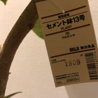 MUJI アルテシマ 13号 無印良品 観葉植物 ディスプレイ 雑貨 植木