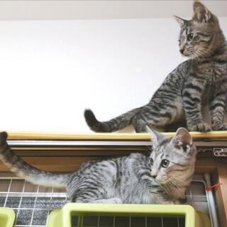 ３ヶ月半のキジトラ仔猫♂🐱💕 − 東京都