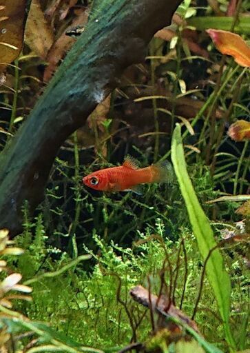 ショートプラティ バルーン 赤 メダカ熱帯魚アクアリウム ジモティーアクア 宮之阪のその他の中古あげます 譲ります ジモティーで不用品の処分 ショートプラティ バルーン 赤 メダカ熱帯魚アクアリウム ジモティーアクア 宮之阪のその他の中古あげます 譲ります ジモティーで不用品の処分