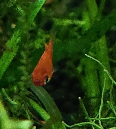 ショートプラティ バルーン 赤 メダカ熱帯魚アクアリウム ジモティーアクア 宮之阪のその他の中古あげます 譲ります ジモティーで不用品の処分 ショートプラティ バルーン 赤 メダカ熱帯魚アクアリウム ジモティーアクア 宮之阪のその他の中古あげます 譲ります ジモティーで不用品の処分
