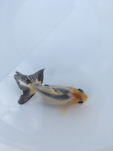 かわいいですもみじ金魚 変わり柄金魚個性的な金魚が好きな方はいかが かずや 志紀のその他の中古あげます 譲ります ジモティーで不用品の処分