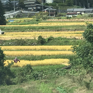 新米コシヒカリ長野県小諸市産玄米 