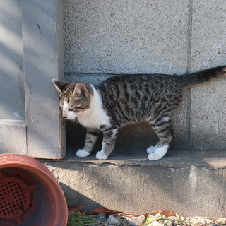 当社にて飼っている母猫が子供を産みましたので。里親の募集をしてお...