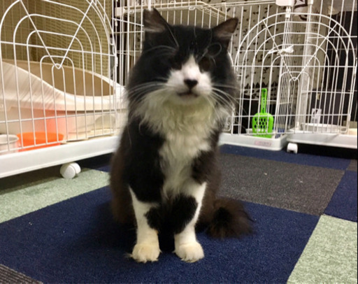 白黒半長毛のデカ猫の家族になってください 玉サブロー 八幡山の猫の里親募集 ジモティー 白黒半長毛のデカ猫の家族になってください 玉サブロー 八幡山の猫の里親募集 ジモティー