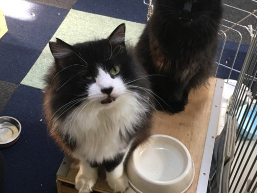 白黒半長毛のデカ猫の家族になってください 玉サブロー 八幡山の猫の里親募集 ジモティー 白黒半長毛のデカ猫の家族になってください 玉サブロー 八幡山の猫の里親募集 ジモティー