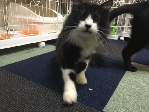 白黒半長毛のデカ猫の家族になってください 玉サブロー 八幡山の猫の里親募集 ジモティー 白黒半長毛のデカ猫の家族になってください 玉サブロー 八幡山の猫の里親募集 ジモティー