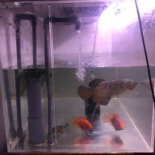 90×60×60オーバーフロー水槽