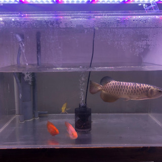 90×60×60オーバーフロー水槽