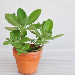観葉植物多肉植物マザーリーフ アレグリア 北小金のその他の中古あげます 譲ります ジモティーで不用品の処分 観葉植物多肉植物マザーリーフ アレグリア 北小金のその他の中古あげます 譲ります ジモティーで不用品の処分