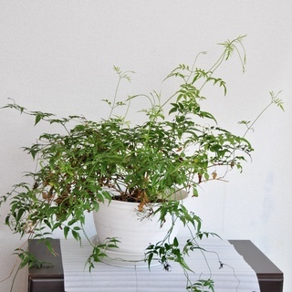 ハゴロモジャスミンの中古が安い 激安で譲ります 無料であげます ジモティー