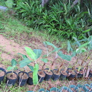 島バナナの苗