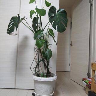 モンステラ 観葉植物