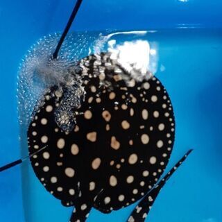 純血ダイヤモンドポルカ27㎝雄 純血ダイヤモンドポルカ27㎝雄