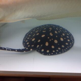 純血ダイヤモンドポルカ27㎝雄