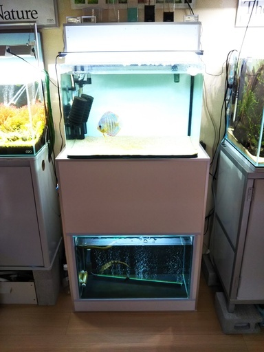 【12/6引渡し】【 14,500円】水槽セット