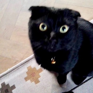 耳折れスコティッシュ風黒猫ルーカス − 北海道