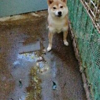 柴犬の女の子です ケン 新座の柴犬の里親募集 ジモティー