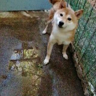 柴犬の女の子です ケン 新座の柴犬の里親募集 ジモティー