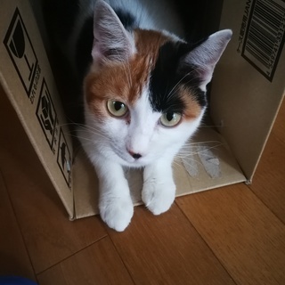 猫の里親になってください。