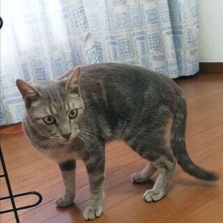 ブルータビーくん、里親さまor預かりボランティアさん募集 − 奈良県