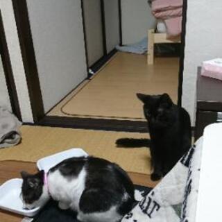 猫好きな人