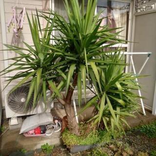 観葉植物　ユッカ3株特大サイズ