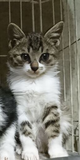 12月1日 日 の譲渡会に出します 冬の子猫特集 ドデカ目の男の子生後2ヶ月半 僕だけ男の子だよ みたか123 三鷹の猫の里親募集 ジモティー