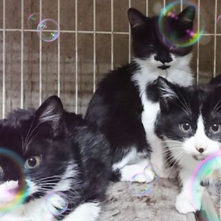 12月1日(日)の譲渡会に出します❤️冬の子猫特集 黑白はちわれ 女の子 