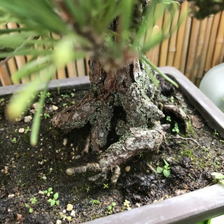 赤松　　　樹齢　75年～ 楽天市場】（株）一樹園 赤松 中品盆栽／樹齢20年 : 一樹園