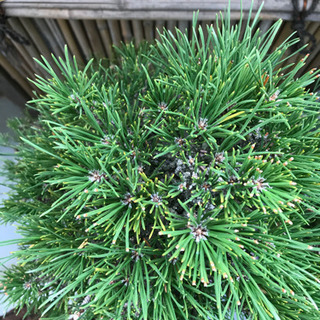 格安、赤松盆栽 （実生 樹齢40年、樹高38cm.樹幅32cm）