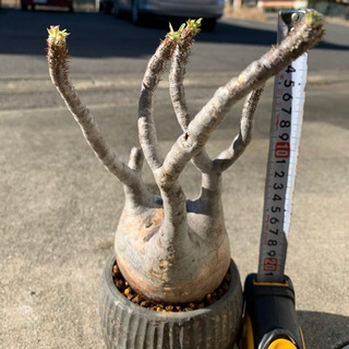 パキポディウム グラキリス コーデックス 多肉植物 発根管理中