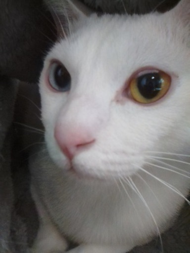 幸運を呼ぶ美しいオッドアイの白猫 ｐａｆｆｙ 住道の猫の里親募集 ジモティー