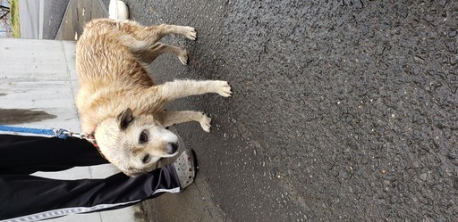 迷い犬を保護しました Sora 白石のその他の里親募集 ジモティー 迷い犬を保護しました Sora 白石のその他の里親募集 ジモティー