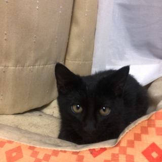 現在試験生活中　黒猫　オス4ヶ月（１匹は里親決まりました） − 宮城県