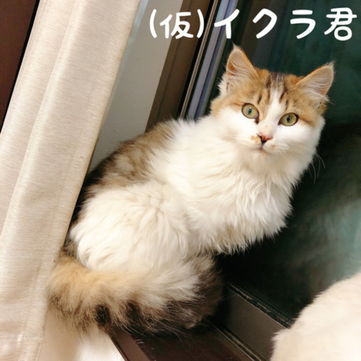 家族募集中②u203bわさびちゃんトライアル予定 (niko) 坂ノ市の猫の里親 