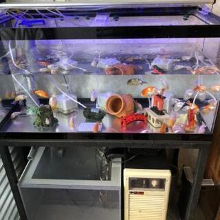 引取り先決定！ 90cm水槽  LEDライト、台付き いけす 引取り先決定！ 90cm水槽 LEDライト、台付き いけす