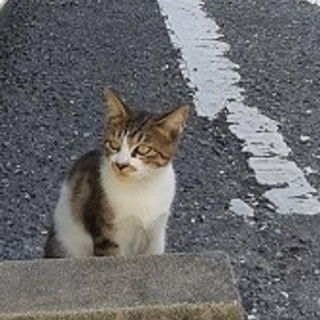 急募！子猫の里親募集